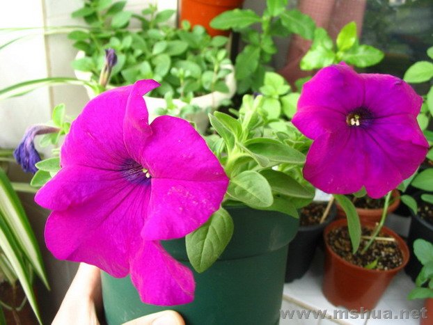 ��һ����ţ��