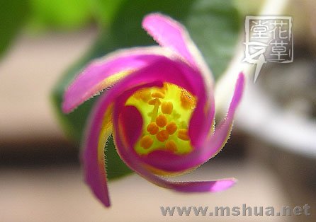 Oxalis Depressa (Inops)