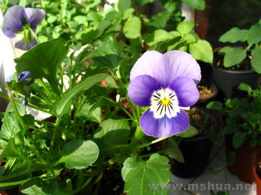 ��ϲ�������ɫ���ĵģ�