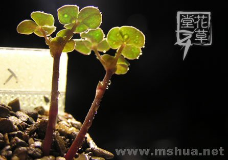 Oxalis fergusoniae3.jpg