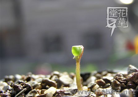 Oxalis incarnata2.jpg