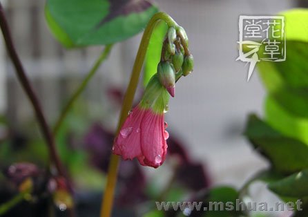 Oxalis deppei 'Iron Cross'