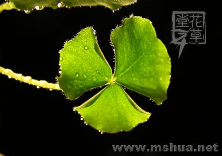 Oxalis Depressa (Inops)  1.jpg