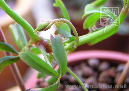 Oxalis glabra  4.jpg