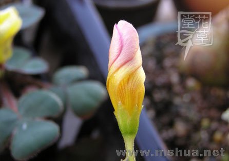 Oxalis Depressa (Inops)