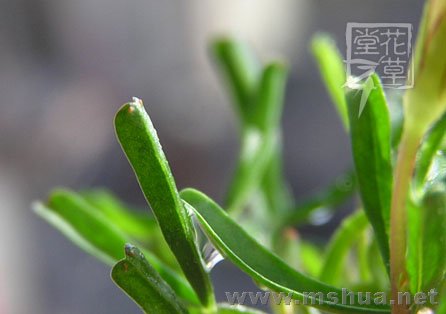 Oxalis versicolor 6.jpg