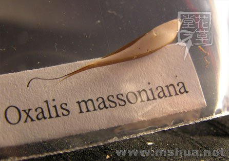 Oxalis massoniana1.jpg