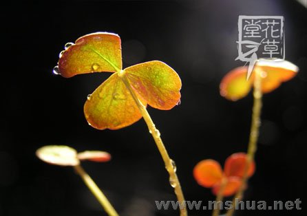 Oxalis obliquifolia7.jpg