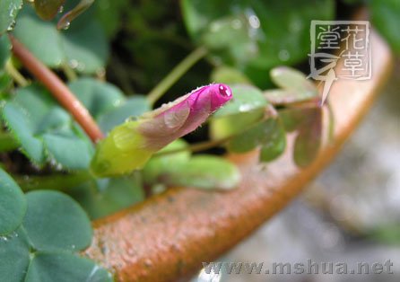 Oxalis purpurea Deep Rose1.jpg