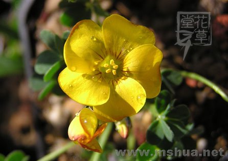 Oxalis lobata14.jpg