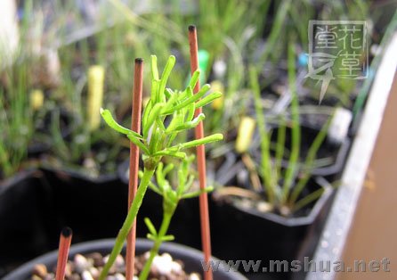 Oxalis versicolor  2.jpg