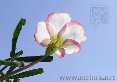 Oxalis versicolor  9.jpg