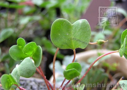 Oxalis simplex10.jpg