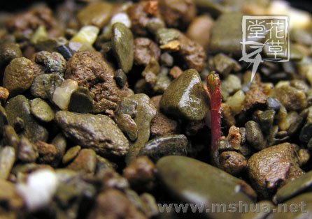 Oxalis massoniana2.jpg