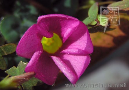Oxalis purpurea Deep Rose3.jpg