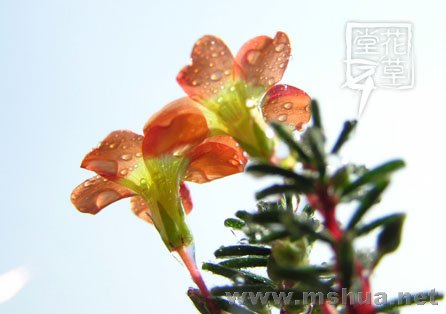 Oxalis massoniana9.jpg