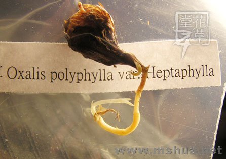 Oxalis polyphylla var. Heptaphylla1.jpg