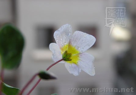 Oxalis simplex9.jpg