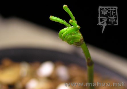 Oxalis versicolor  1.jpg