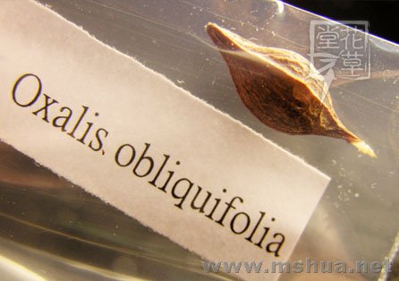 Oxalis obliquifolia1.jpg