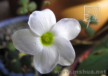 Oxalis obliquifolia10.jpg
