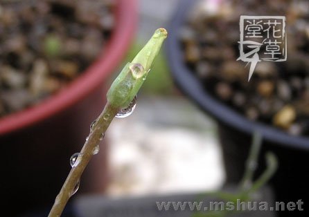 Oxalis obliquifolia9.jpg