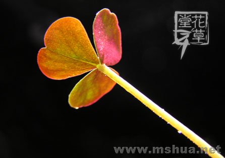 Oxalis obliquifolia5.jpg