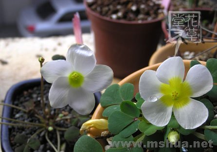 Oxalis obliquifolia11.jpg