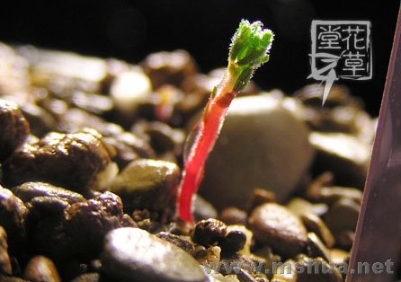 Oxalis massoniana3.jpg