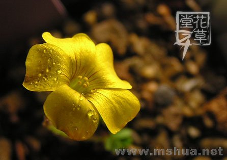 Oxalis lobata7.jpg