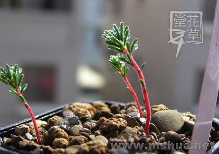 Oxalis massoniana5.jpg