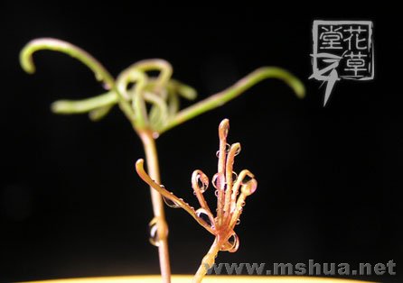 Oxalis polyphylla var. Heptaphylla5.jpg