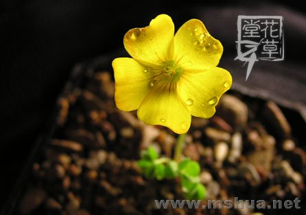 Oxalis lobata6.jpg