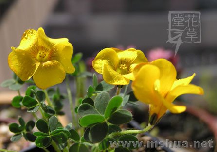 Oxalis lobata13.jpg
