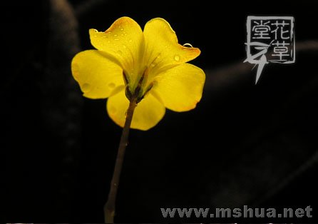 Oxalis lobata5.jpg