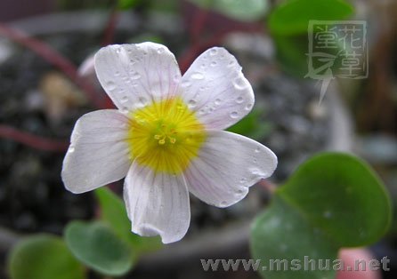 Oxalis simplex8.jpg