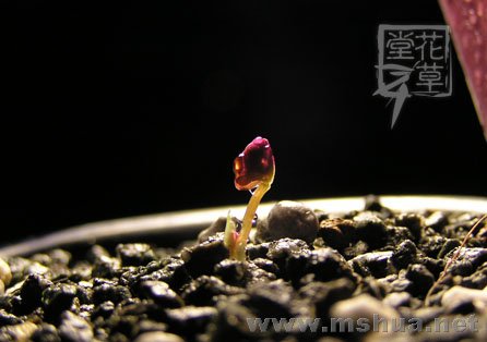 Oxalis obliquifolia2.jpg