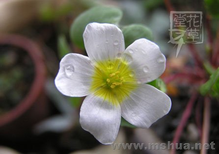 Oxalis simplex12.jpg