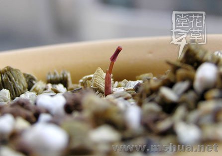 Oxalis polyphylla var. Heptaphylla2.jpg