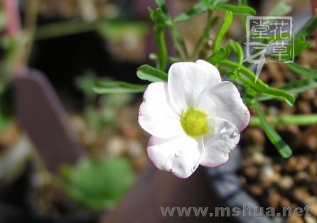 Oxalis versicolor  8.jpg