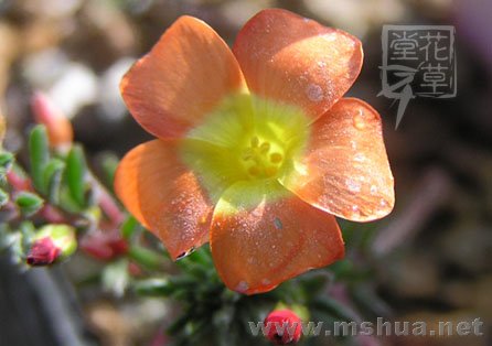 Oxalis massoniana10.jpg