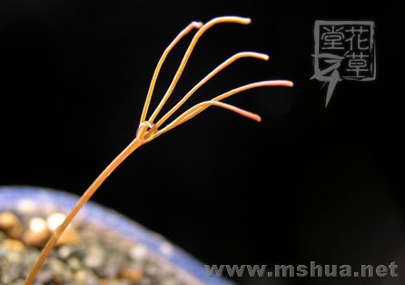 Oxalis polyphylla var. Heptaphylla4.jpg