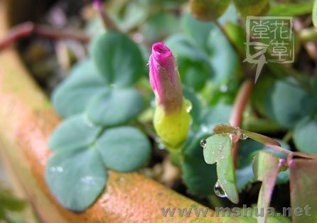 Oxalis purpurea Deep Rose2.jpg