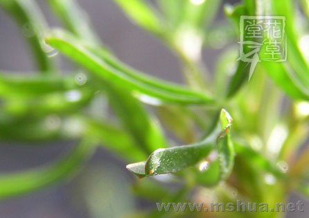 Oxalis versicolor  5.jpg