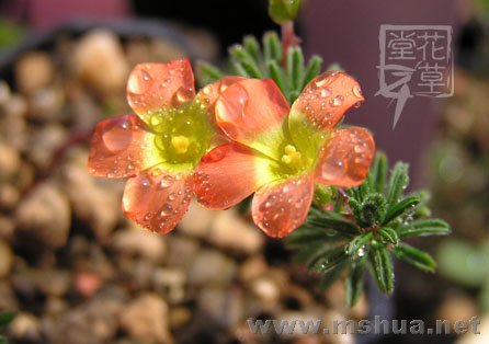 Oxalis massoniana7.jpg