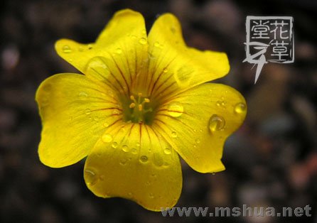 Oxalis lobata8.jpg