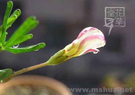 Oxalis versicolor  7.jpg