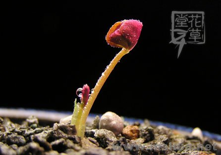 Oxalis obliquifolia3.jpg