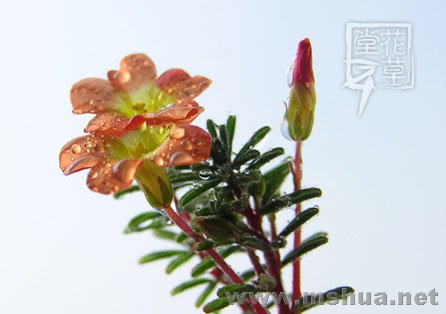 Oxalis massoniana8.jpg