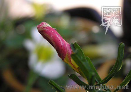 Oxalis versicolor  3.jpg